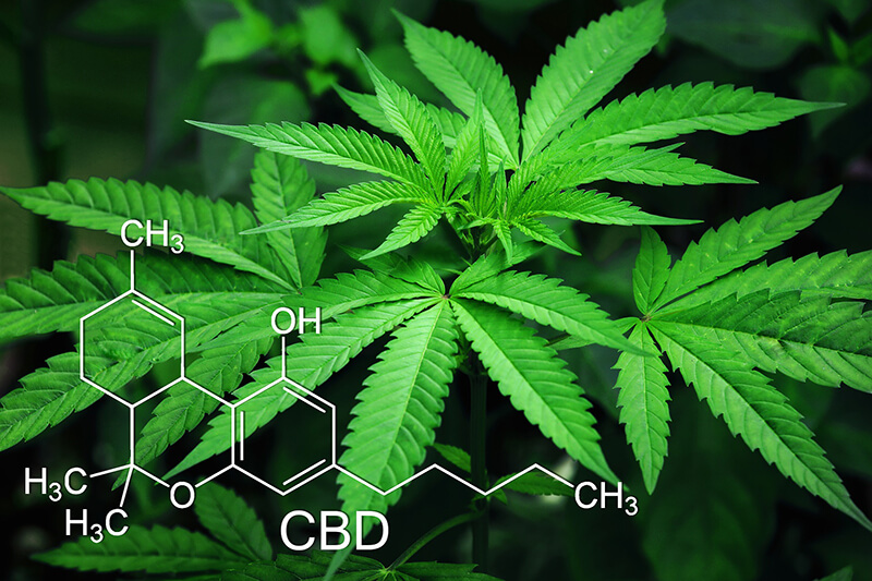 bunte-bluete-wie-wirkt-cbd